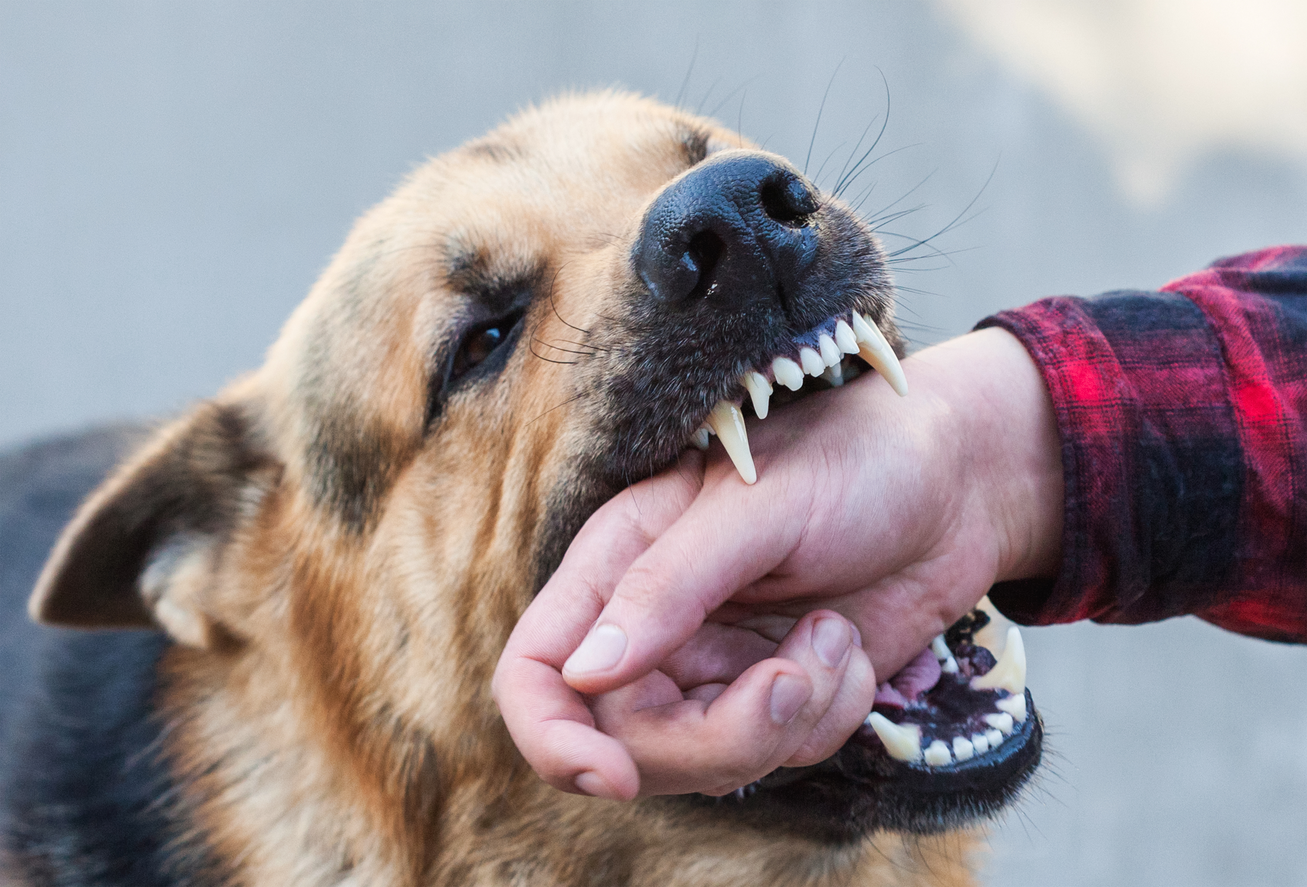 Contact the Lewis Law Firm if you are in need of expert legal services in Animal bite cases in the Treasure Coast!